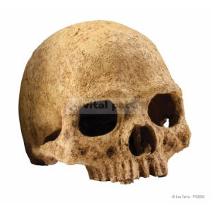  EXO-TERRA Primate Skull - koponya